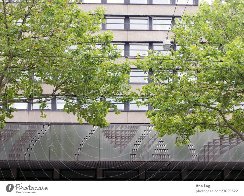 Nachkriegsmoderne II Baum Kassel Stadt Stadtzentrum Fassade Häusliches Leben ästhetisch authentisch Ordnung Farbfoto Menschenleer Tag