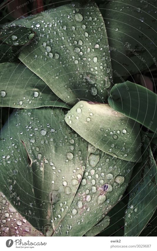 Getröpfel Pflanze Wassertropfen Frühling Regen Blatt Garten nah nass natürlich viele Farbfoto Außenaufnahme Detailaufnahme Menschenleer Textfreiraum oben Totale