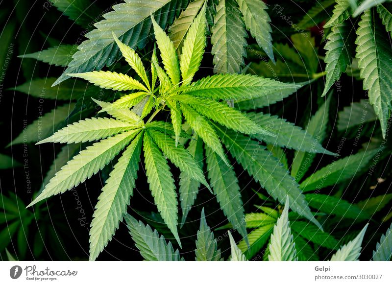 Medizinische Cannabiskultur fast erntereif Medikament Erholung Pflanze Wachstum Schmerz medizinisch Abhängigkeit Gesundheit Feldfrüchte klinisch Ernte Ackerbau