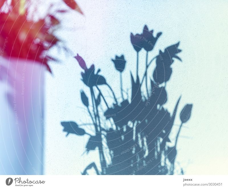Wirklichkeit und Abbildung Häusliches Leben einrichten Dekoration & Verzierung Blume Vase frisch schön blau violett schwarz weiß Optimismus Duft Reichtum