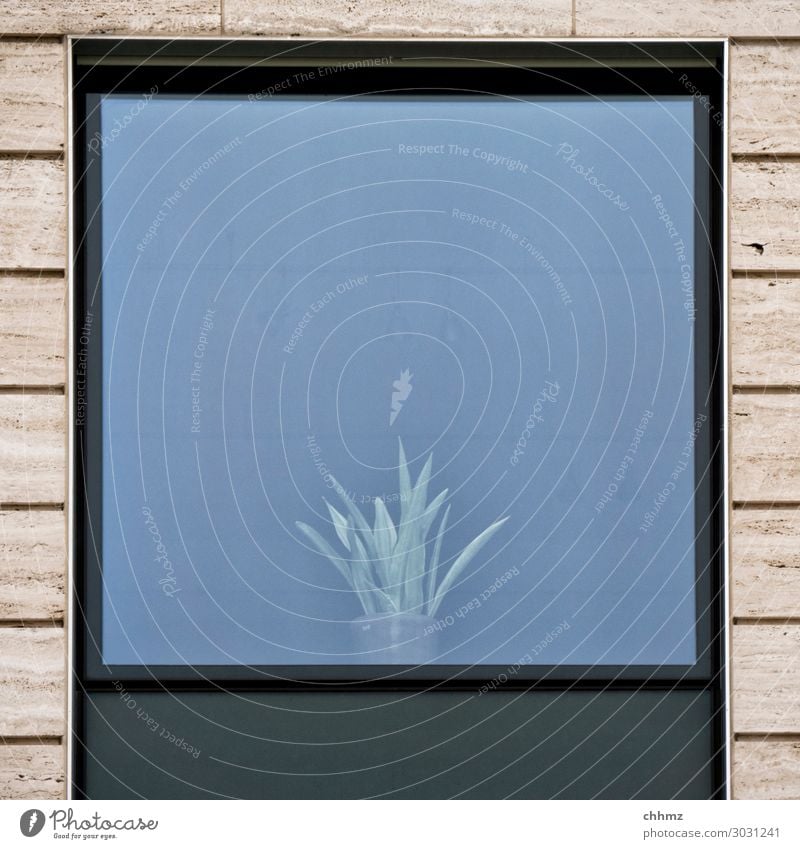 Tristesse trist Wand Fassade Architektur Fenster Menschenleer Haus Bauwerk Kaktus Sukkulente Fensterscheibe Fensterrahmen Pflanze Blumentopf Gebäude