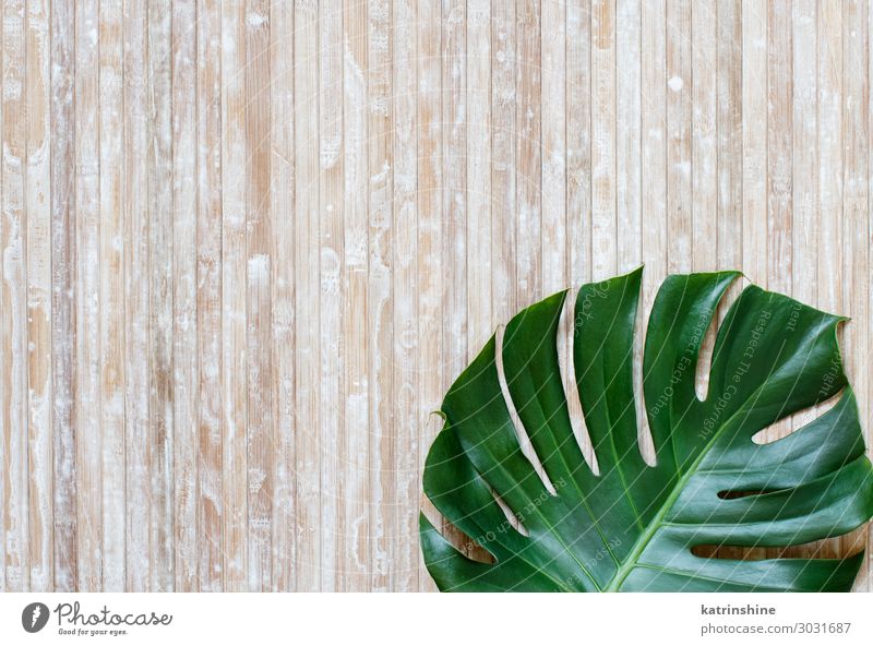 Tropisches Monsterblatt auf Holzuntergrund Design exotisch Sommer Pflanze Blatt Urwald modern natürlich grün Kreativität Fensterblätter tropisch Entwurf