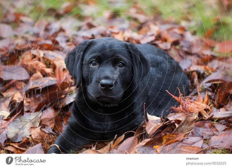 Herz-Hündchen Lifestyle Gesundheit Häusliches Leben Hund Tiergesicht Hundeblick Labrador Welpe Tierjunges Denken hören liegen Blick authentisch frech