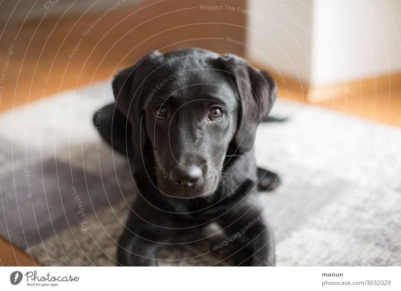 Hundeblick Lifestyle Glück Häusliches Leben Kindererziehung lernen Tiergesicht Labrador Tierjunges liegen Blick warten authentisch Freundlichkeit Fröhlichkeit