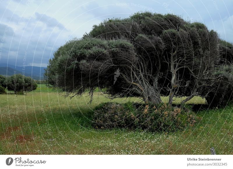 Wacholderbaum Umwelt Natur Landschaft Pflanze Himmel Wolken Gewitterwolken Frühling Wetter schlechtes Wetter Baum Sträucher Wildpflanze Feld Insel Sardinien