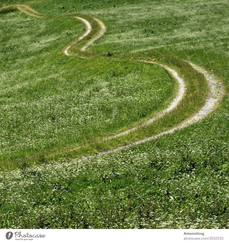 der Weg Umwelt Natur Landschaft Pflanze Sommer Blume Gras Wiese Feld Verkehr Wege & Pfade lang grün weiß Kurve Bogen paarweise Landwirtschaft Farbfoto