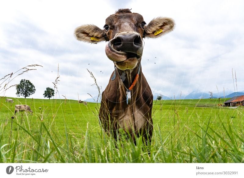 Allgäuer Nasenbohrer l Rind Kuh Wiese Landwirtschaft Wiederkäuer Zunge Zunge rausstrecken zunge zeigen nasebohren