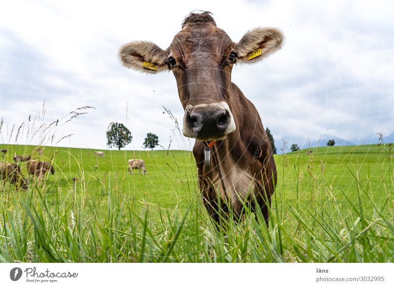 Allgäuer Rind - neugierig Umwelt Himmel Sommer Gras Wiese Tier Kuh Tiergruppe Blick stehen authentisch schön Neugier Akzeptanz Vertrauen Gelassenheit Erwartung