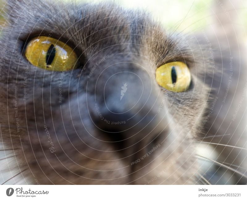 Korsische Katze Tier Tiergesicht 1 Blick authentisch nah Neugier gelb grau Farbfoto Außenaufnahme Nahaufnahme Makroaufnahme Menschenleer Tag Licht Kontrast
