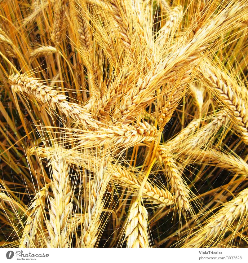 goldgelbe reife Weizenähren auf dem Feld, Detailaufnahme von oben Lebensmittel Getreide Brot Brötchen Ernährung Frühstück Bioprodukte Bier Gesunde Ernährung
