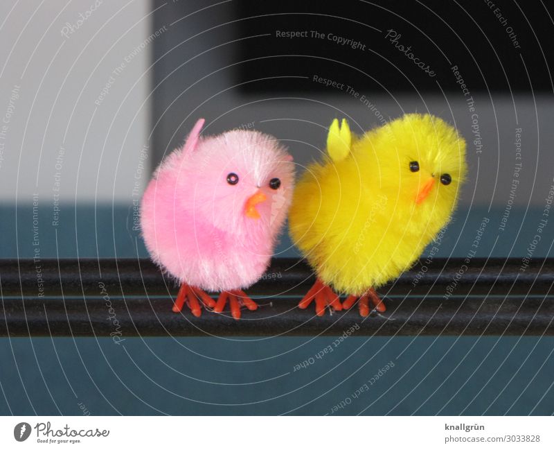 Schräge Vögel Tier Vogel 2 stehen Zusammensein niedlich gelb orange rosa Gefühle Sympathie Freundschaft Kontakt Neigung Dekoration & Verzierung weich Plüsch