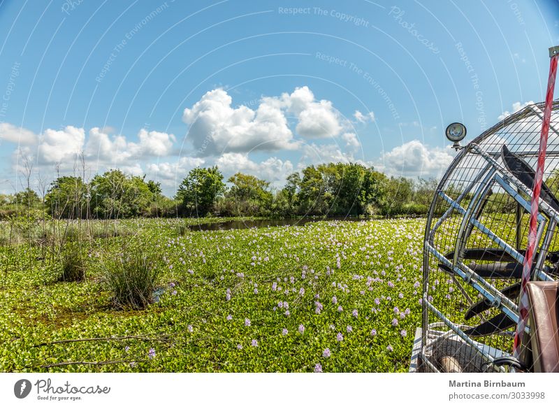 Luftbootfahrt in einem Sumpf auf der Suche nach den Alligatoren schön Ferien & Urlaub & Reisen Sommer Natur Landschaft Pflanze Himmel Blume Wiese See natürlich