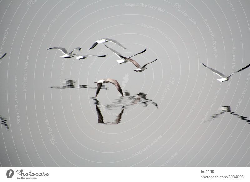 luftig | Möwen im Nebel Tier Frühling Küste Seeufer Ostsee Wildtier Vogel Flügel Tiergruppe blau braun grau schwarz weiß Usedom Reflexion & Spiegelung