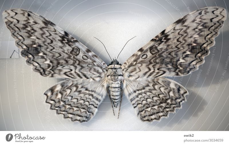 Alter Falter Schmetterling 1 Tier groß einzigartig Tod konserviert gespannt Flügel Fühler exotisch Wissenschaften Museum Farbfoto Gedeckte Farben Innenaufnahme