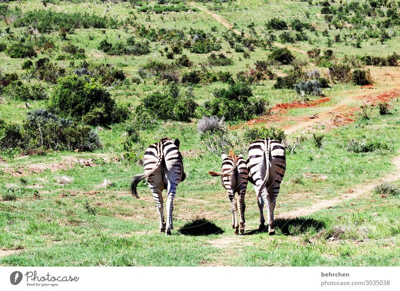 drei zebrapos | corona thoughts Tierporträt Licht Tag Menschenleer Außenaufnahme Farbfoto Tierschutz Fernweh Wildnis wild Südafrika Tierliebe fantastisch