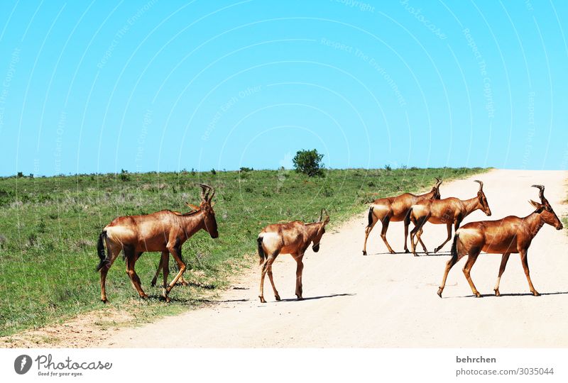 weit weg | sehen die rehe ganz anders aus Tierporträt Sonnenlicht Kontrast Schatten Licht Tag Fernweh wild Südafrika kuhantilope Freiheit Ferne