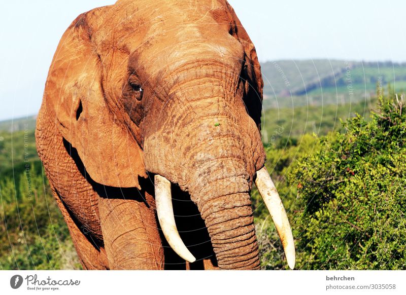 elfenbein Ferien & Urlaub & Reisen Tourismus Ausflug Abenteuer Ferne Freiheit Safari Wildtier Tiergesicht Elefant Stoßzähne Elfenbein 1 außergewöhnlich exotisch