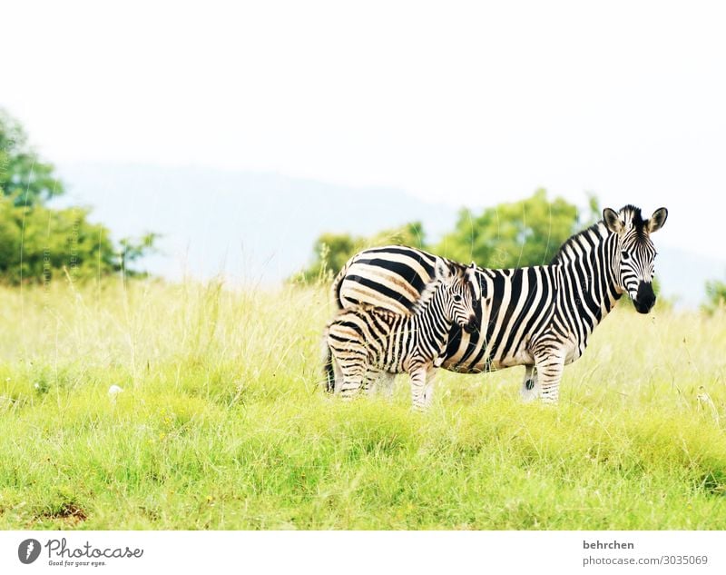 geborgenheit Ferien & Urlaub & Reisen Tourismus Ausflug Abenteuer Ferne Freiheit Safari Natur Landschaft Gras Wildtier Tiergesicht Fell Zebra Tierjunges