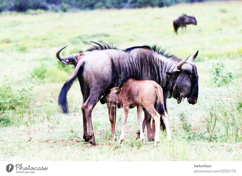 mutterliebe Mutter mit Kind gemeinsam Zusammensein Tierbaby Tierfamilie Geborgenheit Sicherheit Schutz Vertrauen Südafrika Safari Wildtier
