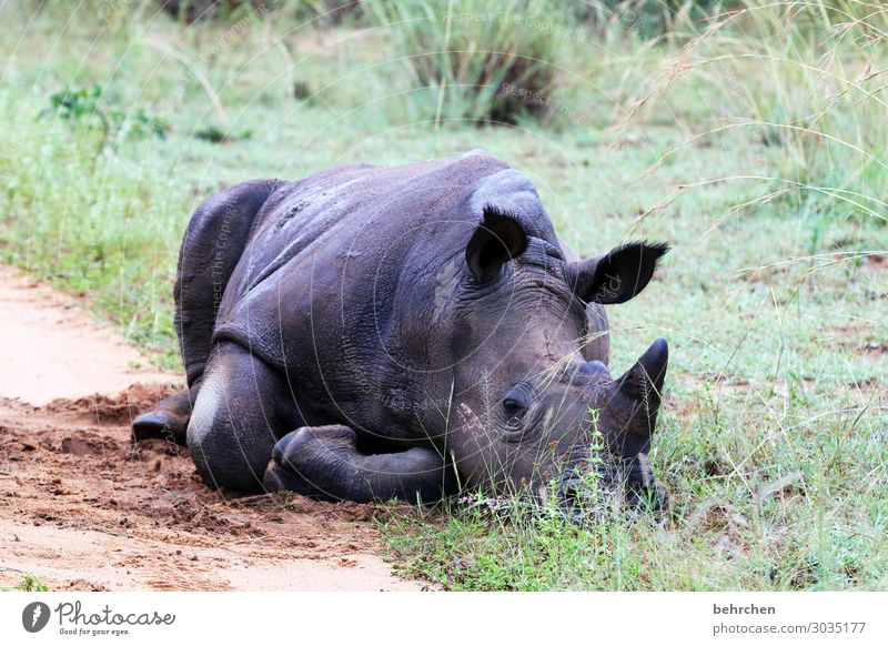 ausgelaugt | völlig fertig Natur Wildnis Ferien & Urlaub & Reisen Tourismus Ausflug Abenteuer Ferne Freiheit Wildtier Nashorn Tier außergewöhnlich exotisch