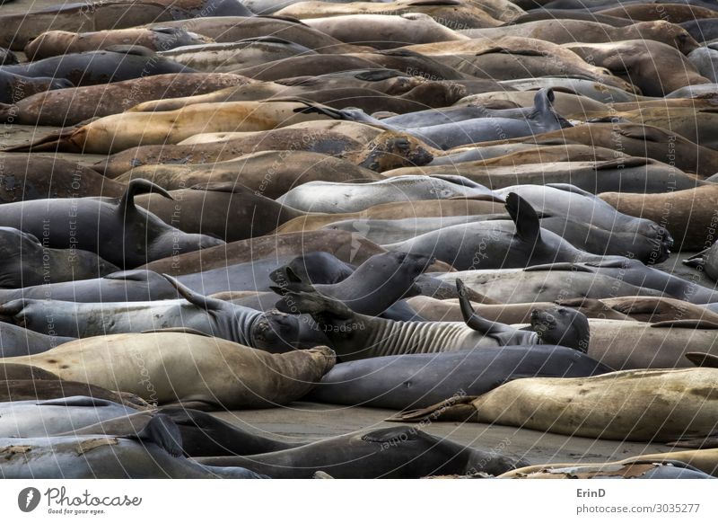 Bunte Elefantenrobben in einer Vielzahl von Posen am California Beach Leben Strand Meer Frau Erwachsene Menschengruppe Natur Pelzmantel Fell Kuh Herde schlafen
