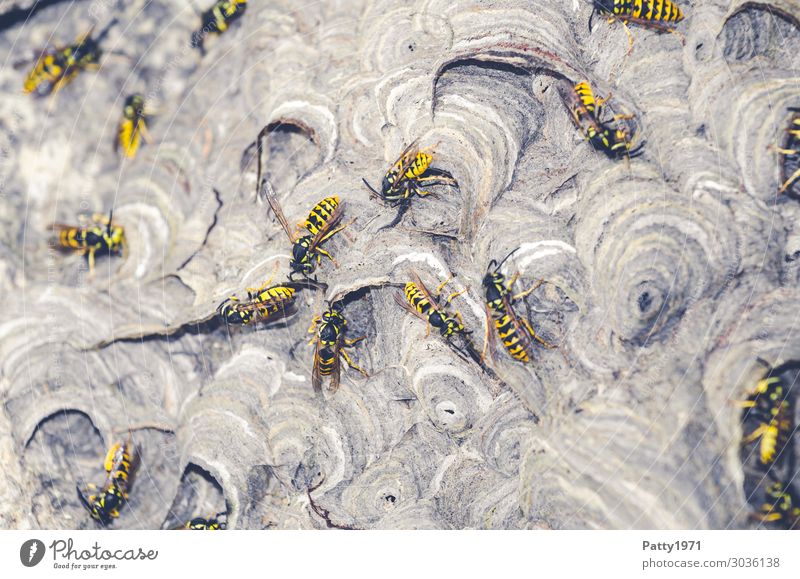 Wespen beim Nestbau Tier Wildtier Wespennest Insekt Schwarm bauen krabbeln gelb schwarz bedrohlich nachhaltig Natur Teamwork Zusammenhalt Farbfoto Nahaufnahme