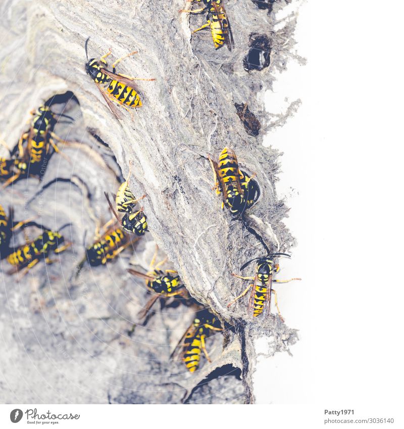 Wespen beim Nestbau Wildtier Wespennest Insekt Schwarm bauen krabbeln gelb schwarz bedrohlich nachhaltig Natur Teamwork Zusammenhalt Farbfoto Nahaufnahme