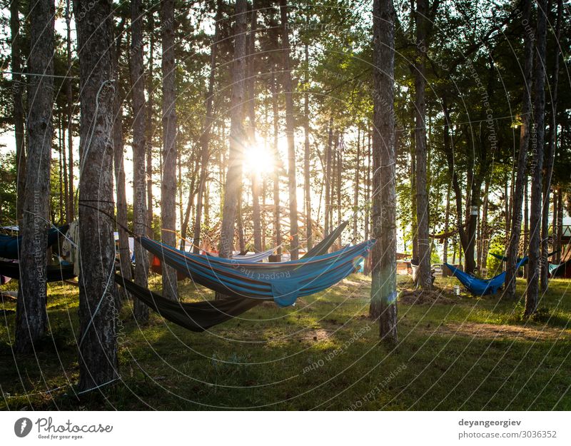 Hängematten an Bäumen im Wald. Sonnenscheinmorgen im Wald. Lifestyle Erholung Ferien & Urlaub & Reisen Tourismus Camping Sommer Natur Baum grün ruhen Hipster