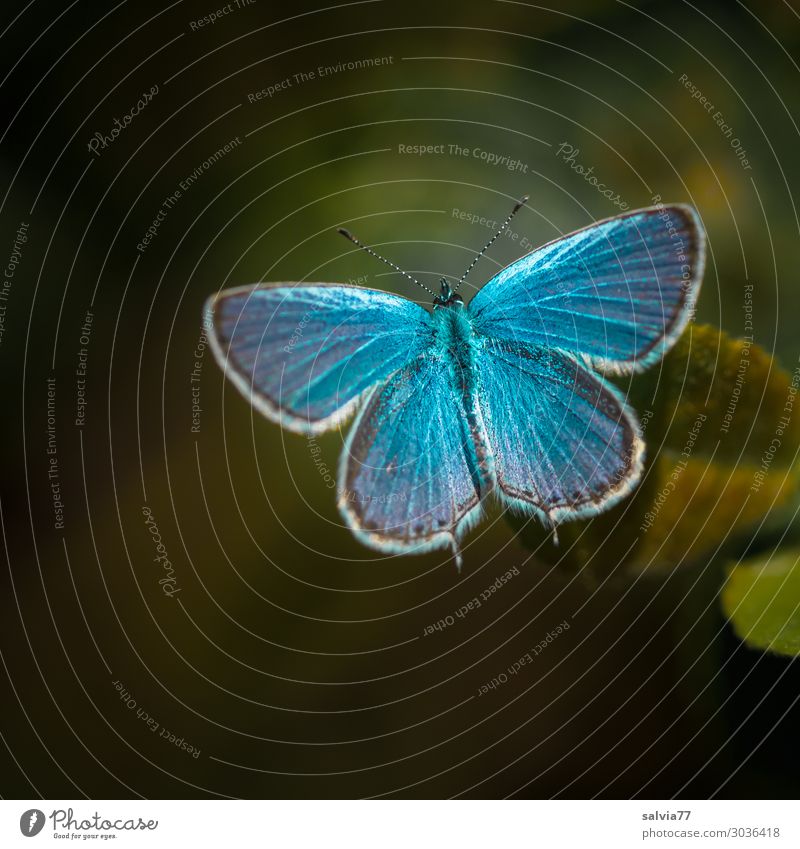 1000 | himmelblau Natur Sommer Tier Schmetterling Flügel Bläulinge Insekt grün Kontrast Farbfoto Außenaufnahme Makroaufnahme Menschenleer Textfreiraum links