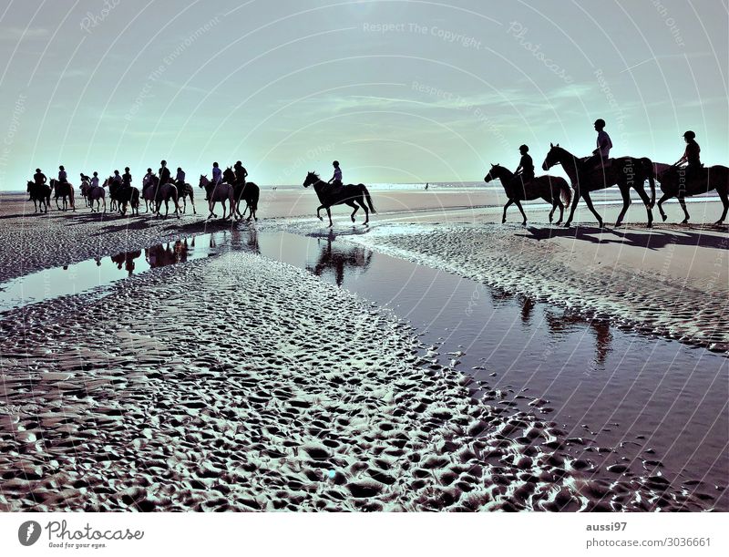 Les chevaux Pferd Wattenmeer Priel Reiter Tiergruppe Menschengruppe Gegenlicht Abendsonne Strand Ausritt Ferien & Urlaub & Reisen Erholung Schimmel
