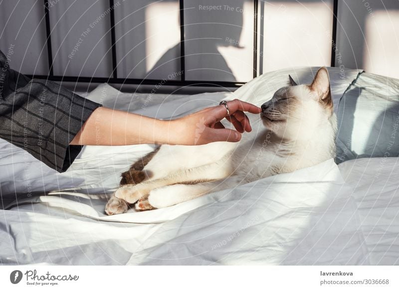 Die Hände der Frau berühren die weiße Katze, die auf dem Bett liegt. Decke Bettdecke Lifestyle Innenaufnahme lügen Raum Kopfkissen gemütlich Morgen heimwärts