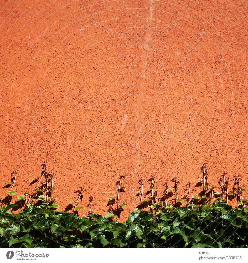 warm gestellt | Architektur und Natur busch strauch fassade wand hecke grünanlage orange wärme hitze riss sommer wachstum Pflanze