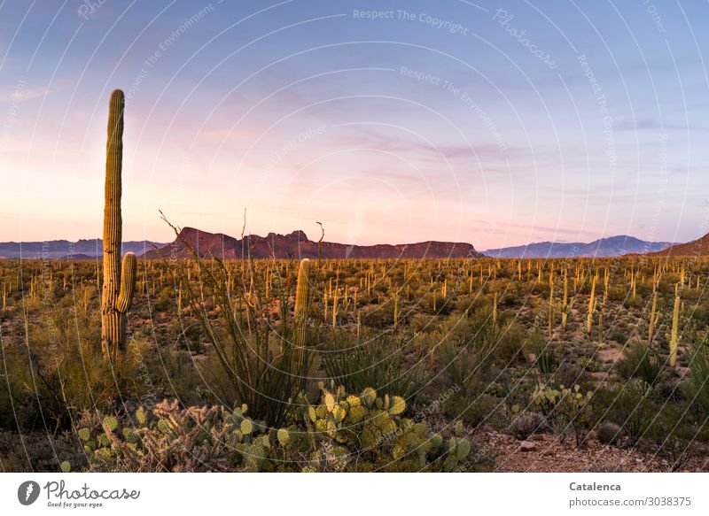 Abenddämmerung mit Kaktus Berge u. Gebirge wandern Umwelt Natur Landschaft Pflanze Sand Wolkenloser Himmel Sommer Klima Dürre Sträucher Wildpflanze Opuntia