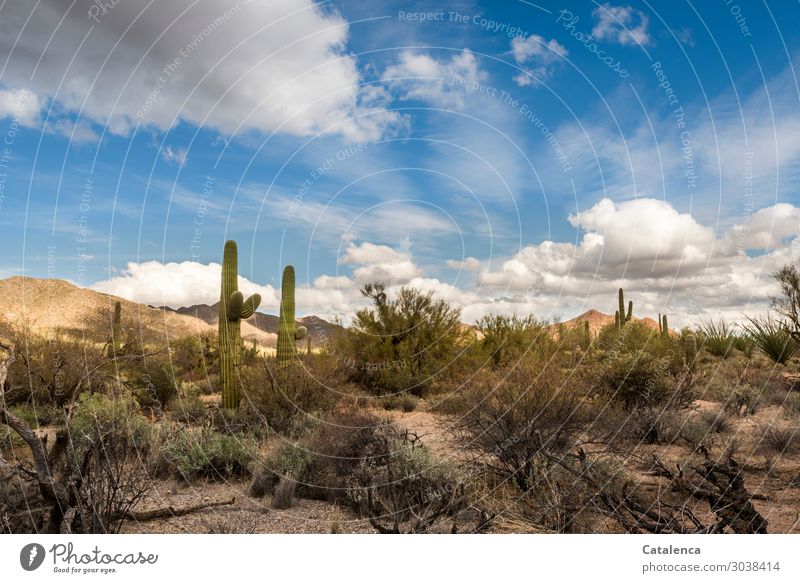 Wüste mit Kakteen, Dornbüsche, Hügel und allem was dazu gehört Landschaft Pflanze Urelemente Erde Himmel Wolken Winter Schönes Wetter Sträucher Kaktus