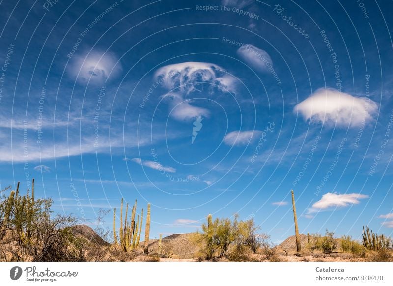 Luftig | Wolkenformationen über Wüste mit Organ Pipe und Saguaro Kakteen Umwelt Natur Landschaft Pflanze Erde Himmel Schönes Wetter Kaktus Organ Pipe Cactus