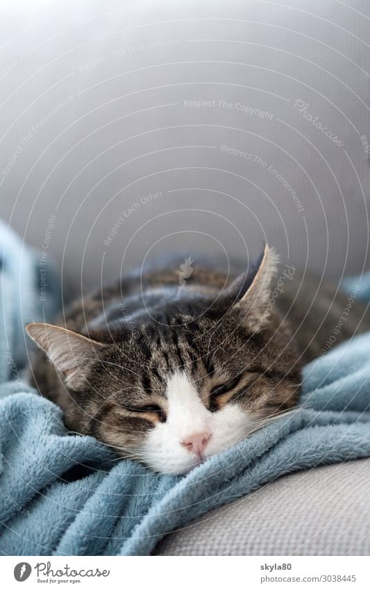 Anschmiegsam Hauskatze Katze Haustier Tiergesicht Wolldecke liegen schlafen Freundlichkeit niedlich weich Zufriedenheit Vertrauen Tierliebe ruhig Erschöpfung