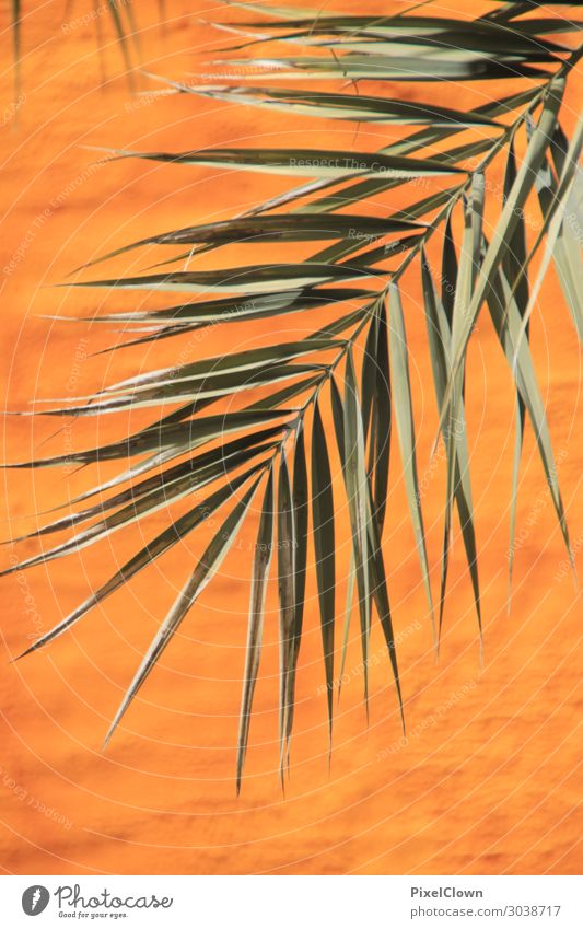Palmzweig Lifestyle elegant Stil Design exotisch Freizeit & Hobby Ferien & Urlaub & Reisen Tourismus Ausflug Abenteuer Ferne Natur Pflanze Baum Blatt