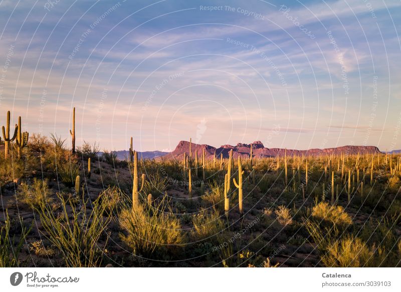 Wüstenabend, das Licht der untergehenden Sonne lässt die Kakteen in der Wüste aufleuchten wandern Natur Landschaft Himmel Wolken Horizont Schönes Wetter Pflanze