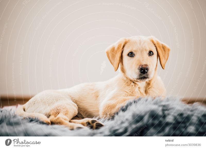 Hundewelpe / Labrador Retriever Pt.2 Tier Tiergesicht Fell 1 beobachten liegen Teppich gemütlich Farbfoto Innenaufnahme Menschenleer Blick