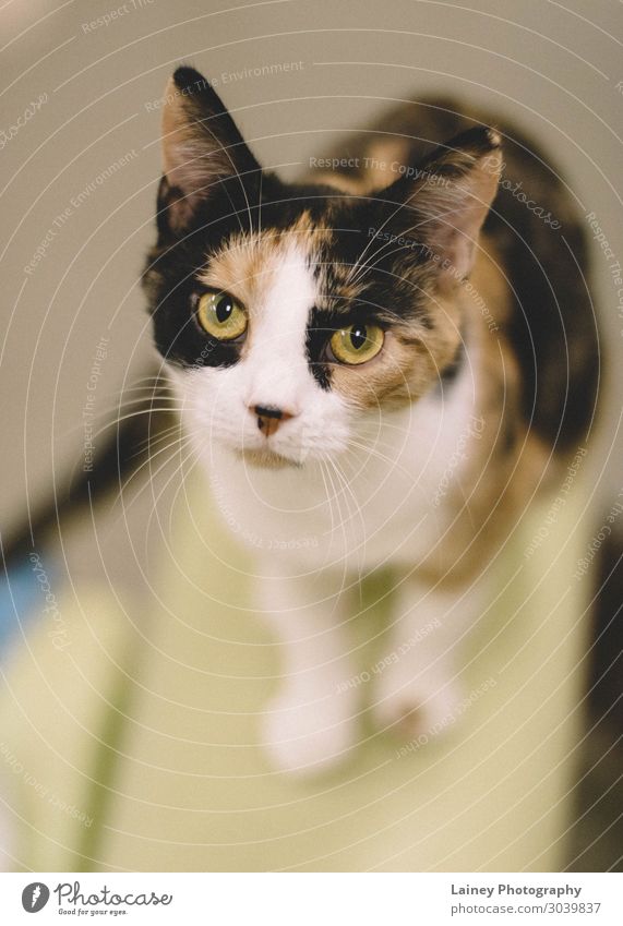 Katze auf grünem Stuhl Tier Haustier 1 ästhetisch grüne Augen gepunktet Nase Ohr annehmen humane Gesellschaft Farbfoto Innenaufnahme Nahaufnahme Tierporträt