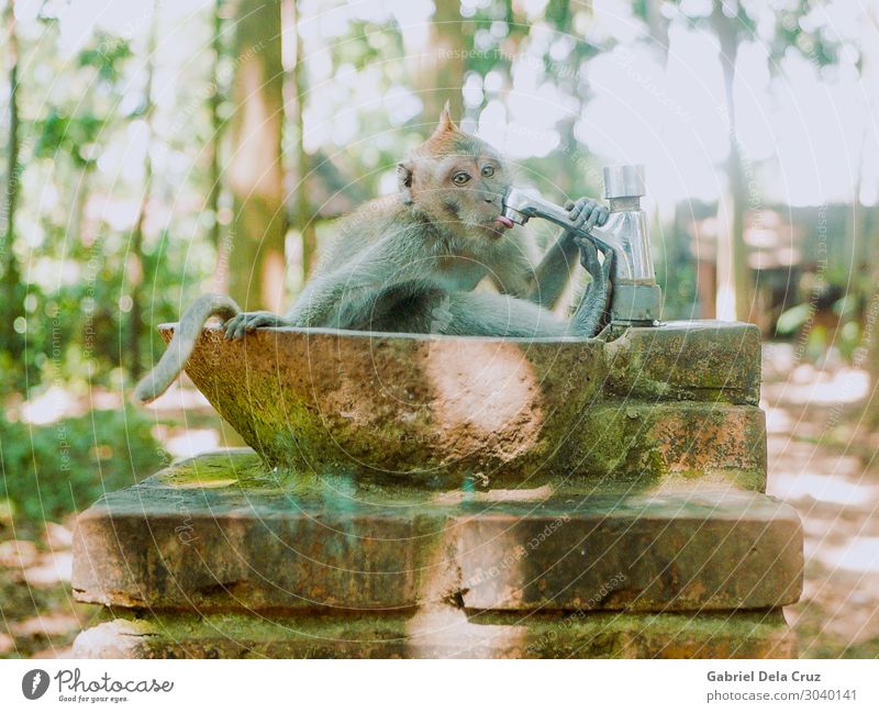Affe im Bali Affenwald Umwelt Natur Pflanze Tier Wildtier 1 Schwimmen & Baden fantastisch frech Freundlichkeit Fröhlichkeit Gesundheit Glück einzigartig
