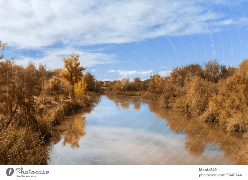 Tajo-Fluss in Spanien mit Bäumen am Ufer Erholung Tourismus Sonne Landschaft Wasser Wolkenloser Himmel Herbst Schönes Wetter Baum Moos Wald Flussufer Bach