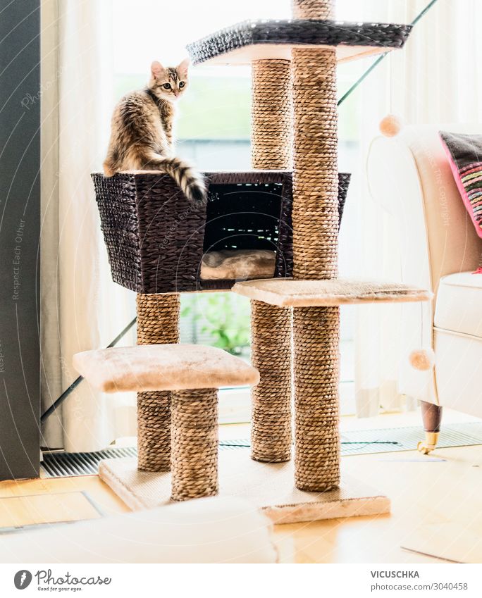 Lustiges Kätzchen spielt auf Kratzbaum im Wohnzimmer Lifestyle Freude Wohnung Tier Haustier Katze 1 Design Katzenbaby spielend Fenster Farbfoto Innenaufnahme