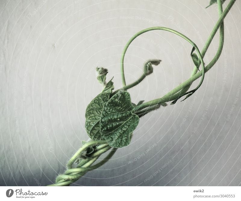 In sich verschlungen Pflanze Kletterpflanzen dünn authentisch grün Farbfoto Außenaufnahme Nahaufnahme Detailaufnahme Strukturen & Formen Menschenleer