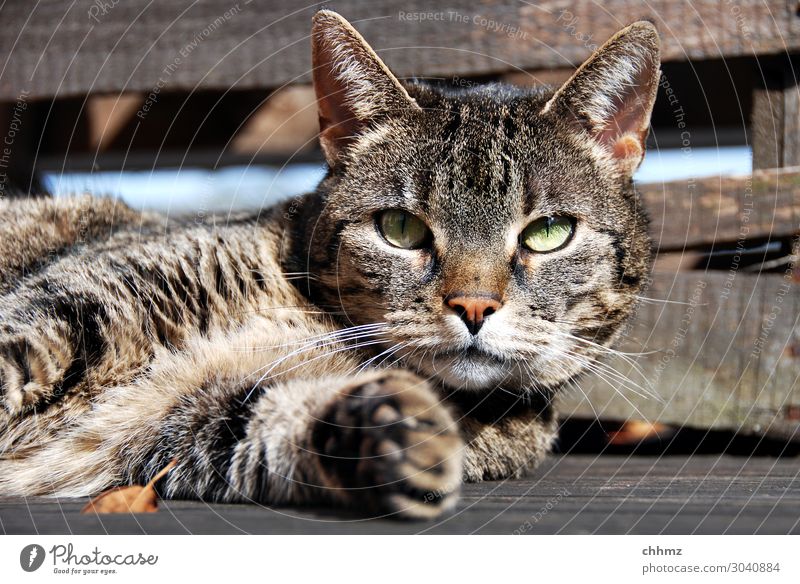 Katze liegt auf Holzboden aufmerksam liegen Terrasse Holzfußboden tatze entspannt grüne augen Interesse