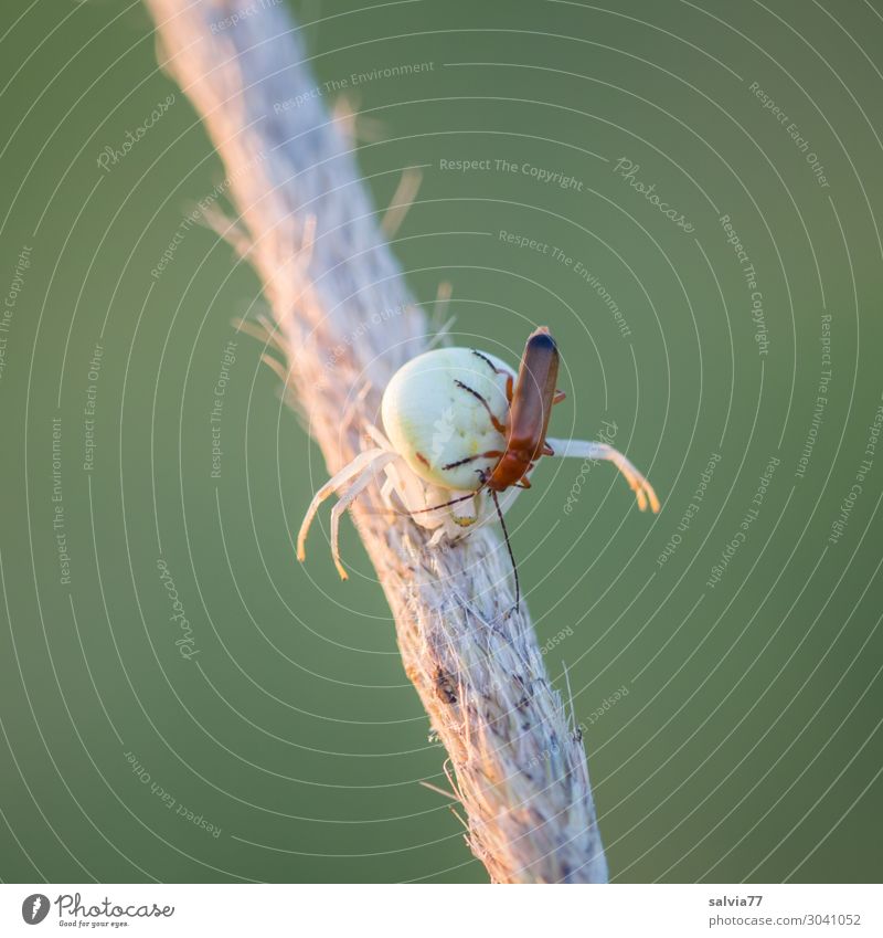 verloren | oder veralbern Natur Tier Käfer Spinne 2 krabbeln außergewöhnlich bedrohlich skurril Jagd Beute Opfer gefährlich Farbfoto Außenaufnahme Makroaufnahme