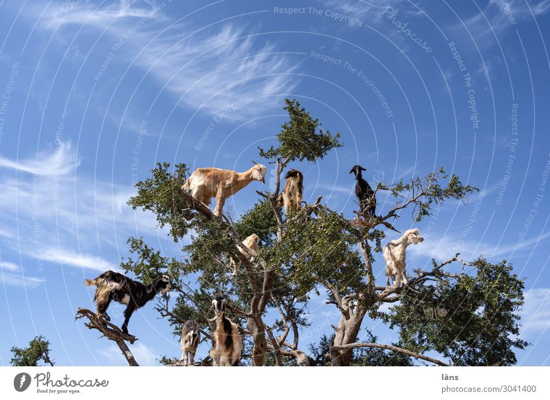 Ziegen auf einem Arganbaum Umwelt Natur Himmel Wolken Schönes Wetter Baum Nutzpflanze Bergziegen Tiergruppe beobachten stehen außergewöhnlich Neugier Interesse