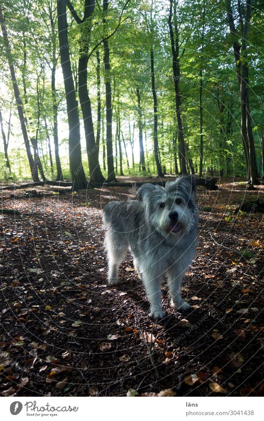 Hund im Wald Natur Landschaft Baum Tier 1 beobachten entdecken Vertrauen Gelassenheit Erwartung Treue Farbfoto Außenaufnahme Menschenleer Textfreiraum unten Tag