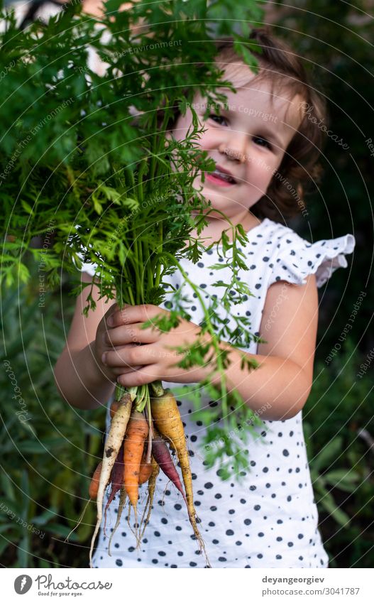 Karotten von einem kleinen Bio-Bauernhof. Ein kleiner Bauer hält Karotten. Gemüse Ernährung Vegetarische Ernährung Diät Garten Gartenarbeit Pflanze Erde