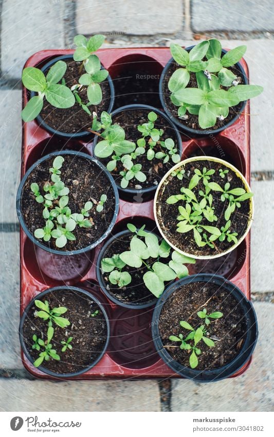 urban gardening tomaten und kräuter aufzucht Lebensmittel Gemüse Salat Salatbeilage Kräuter & Gewürze Ernährung Essen Picknick Bioprodukte